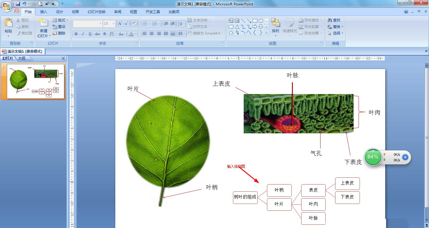 如何使用ppt绘制树叶结构名称图解