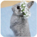 新兔子壁纸 v1.0安卓版