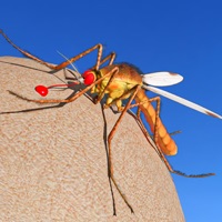 蚊子昆蟲生命模擬器蘋果版 v1.1