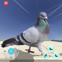 饥饿的鸽子模拟器苹果版 v1.1