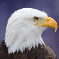 鹰鸟荒野生活模拟苹果版 v1.0.3