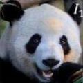 大熊猫认脸 v1.22安卓版