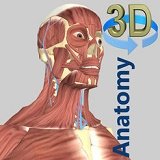 3D解剖 3.11