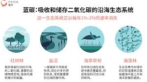 盐沼的正确说法是什么