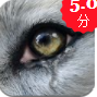 wolf online 2App 4.8