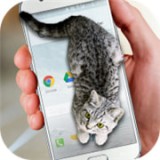 猫咪桌宠 v1.94