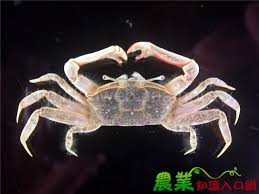 万岁大眼蟹为什么叫万岁大眼蟹
