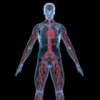 人体解剖3D模型 2.8