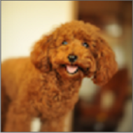 dog breeds 1.6