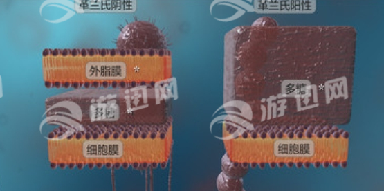 细菌互动教育最新版