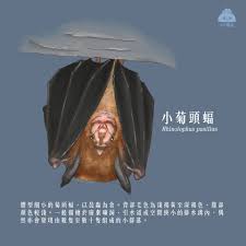 蝙蝠网页版在哪里可以找到