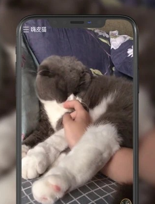 嗨皮猫短视频