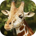 沙雕长颈鹿模拟器 v1.0.7