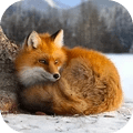野生狐狸模拟器 v1.0.6