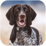 猎犬模拟器 v1.1.0安卓版