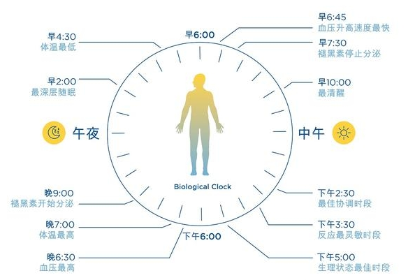 人体生物节律速查器软件2023 v2.5下载